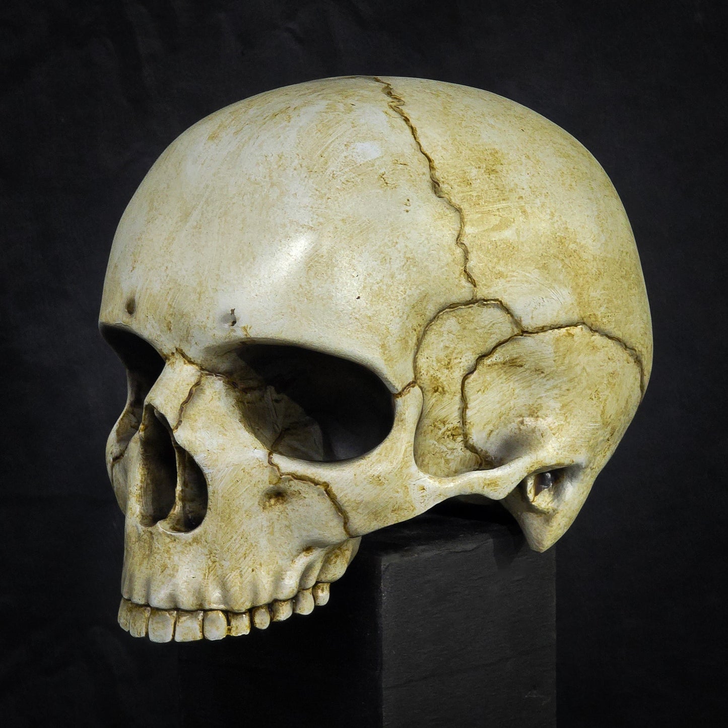 Life Size Decorative Skull