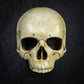 Life Size Decorative Skull