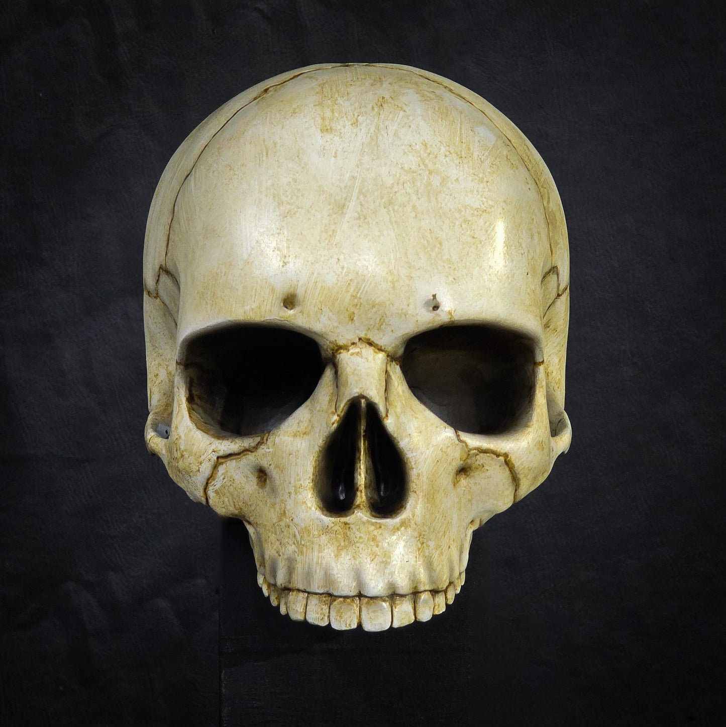 Life Size Decorative Skull