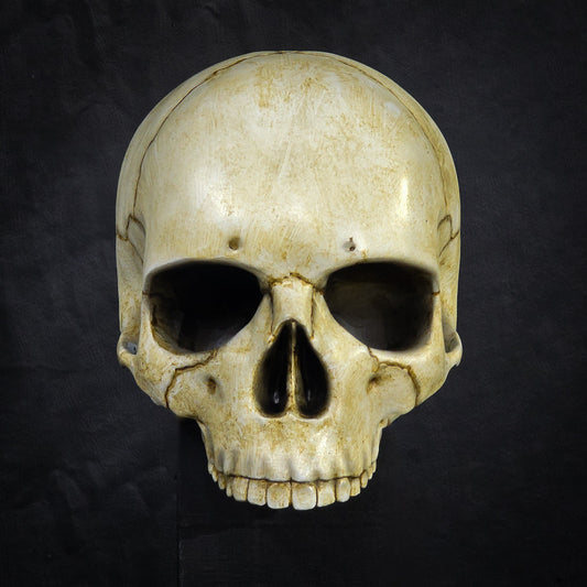 Life Size Decorative Skull