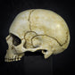 Life Size Decorative Skull