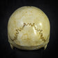 Life Size Decorative Skull