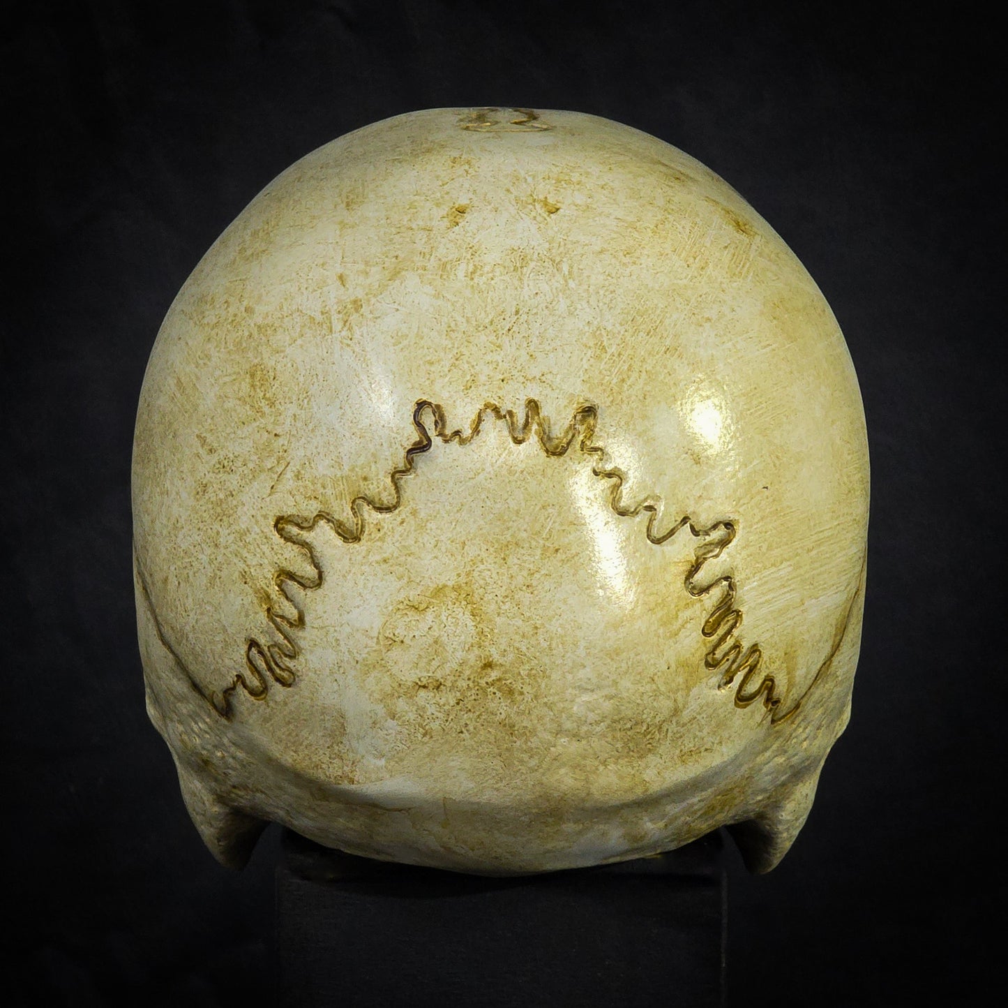 Life Size Decorative Skull
