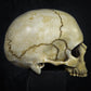Life Size Decorative Skull