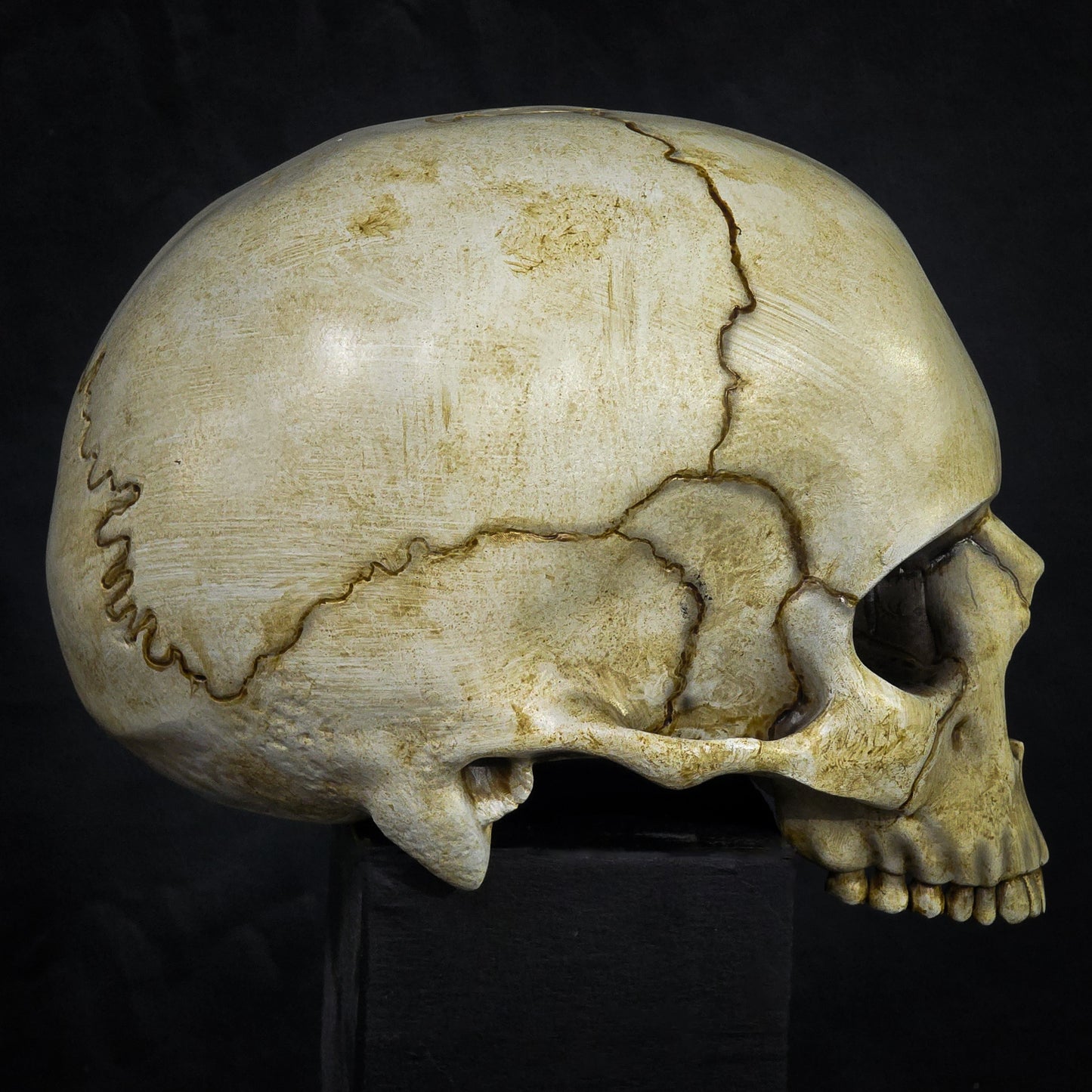 Life Size Decorative Skull