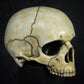 Life Size Decorative Skull