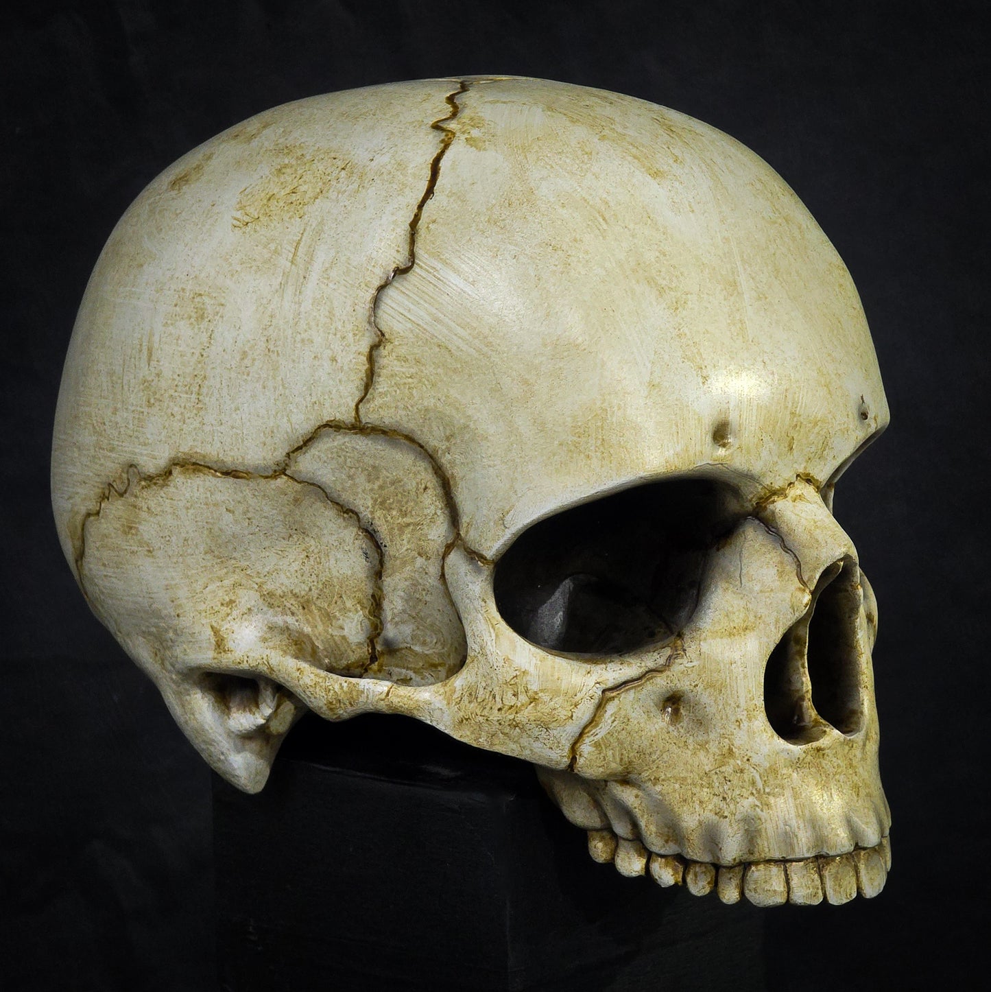 Life Size Decorative Skull